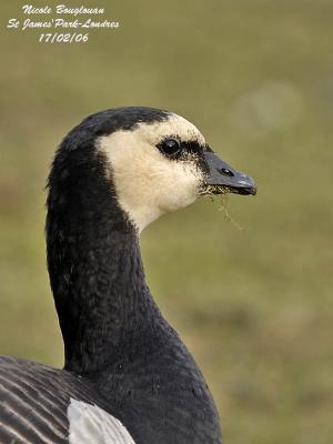 BARNACLE GOOSE - BRANTA LEUCOPSIS - BERNACHE NONNETTE