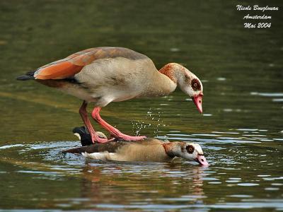 EGYPTIAN-GOOSE-pairing