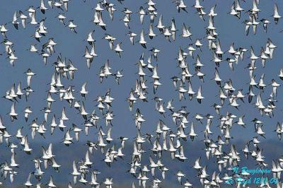 Flocks in flight