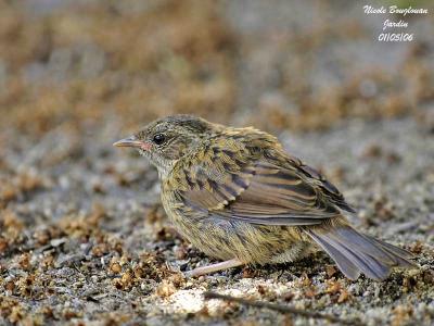 DUNNOCK juvenile