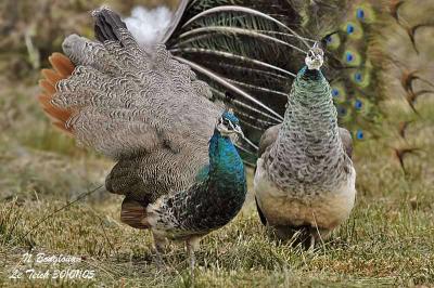 g4/12/647912/3/59513819.INDIANPEAFOWL2.jpg