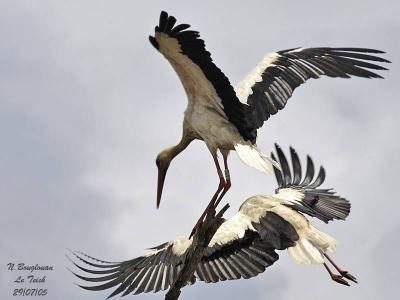 WHITE-STORKS