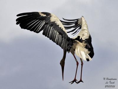 WHITE-STORK