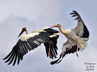 WHITE-STORKS