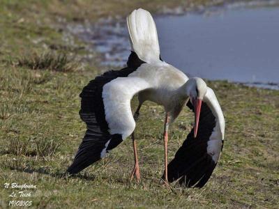 WHITE-STORK-display