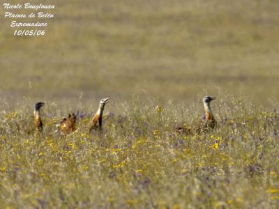 GREAT BUSTARDS 