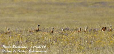 GREAT BUSTARDS