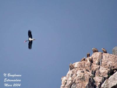 Black Stork and Griffon Vultures