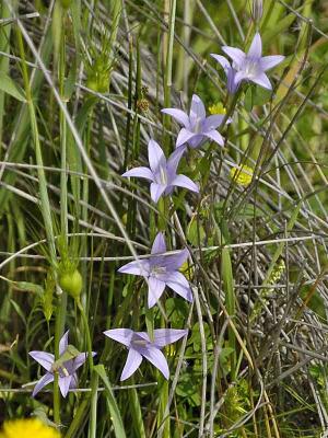 SMALL FLOWERS