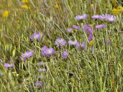 THISTLES