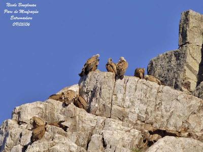 g4/12/647912/3/60528407.EURASIANGRIFFONVULTURE3.jpg