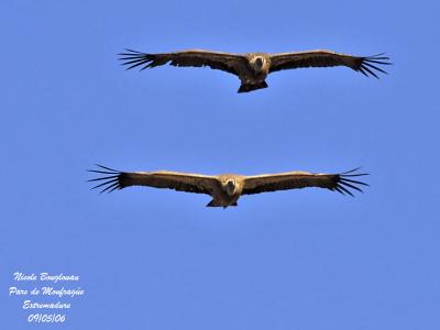 EURASIAN GRIFFON VULTURE