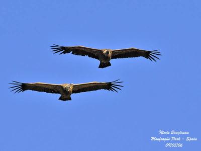 GRIFFON VULTURE -flight in tandem