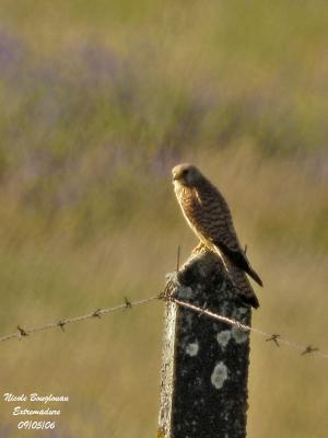 g4/12/647912/3/60528939.COMMONKESTRELfemale.jpg