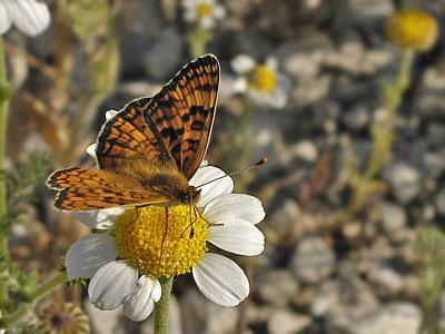 PROVENCAL FRITILLARY - MELLICTA DEJONE - LA MELITEE DES LINAIRES