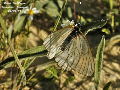 BLACK VEINED WHITE - APORIA CRATAEGI - GAZE