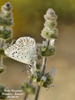 AMANDA'S BLUE - POLYOMMATUS AMANDUS - AZURE DE LA JAROSSE