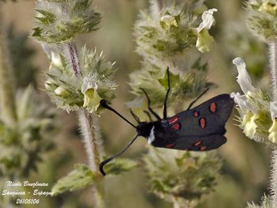 FIVE-SPOTS BURNET MOTH  ZYGAENA LONICERAE  ZYGENE CENDREE