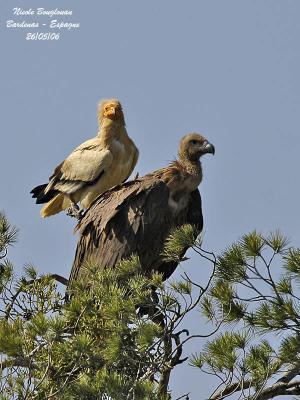 Egyptian and Griffon Vultures