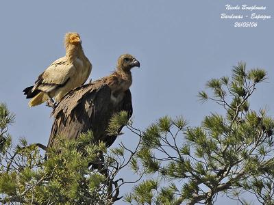 Egyptian and Griffon Vultures in Navarra and Aragon - Spain - May 2006
