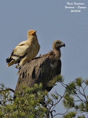 Egyptian and Griffon Vultures