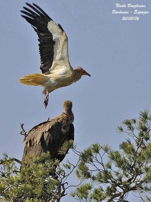 Egyptian and Griffon Vultures