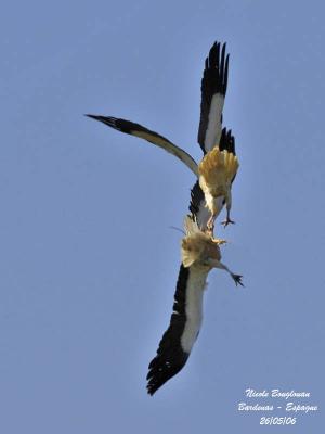 Egyptian Vultures-Fight or display...