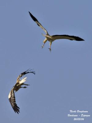 Egyptian Vultures-Fight or display...