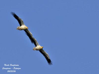 Egyptian Vultures - flight display