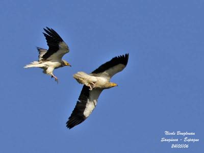 Egyptian Vultures - flight display