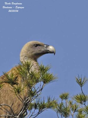 Eurasian Griffon Vulture portrait