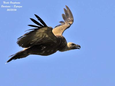 Eurasian Griffon Vulture flight