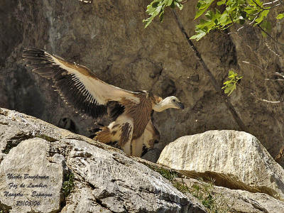 Griffon Vulture moving its wings before its first flight.