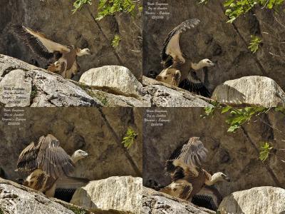 Griffon Vulture juvenile moving its wings before its first flight.