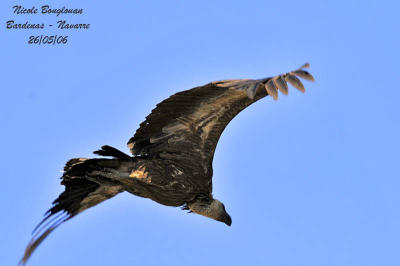 Griffon Vulture flight