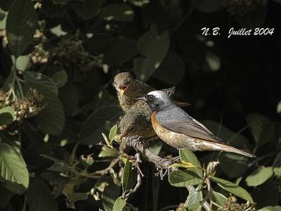 COMMON REDSTART juv and male feeding young