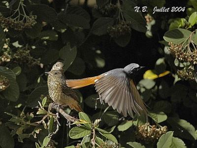 COMMON REDSTART juv and male