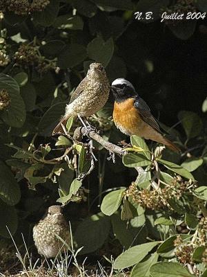 COMMON REDSTART juvenile and male