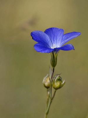 Blue Flower - Fleur Bleue