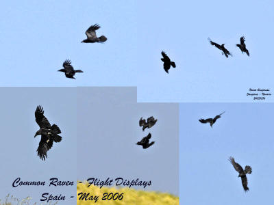 Common Raven - Flight Displays
