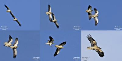 Egyptian Vultures flight dispalys