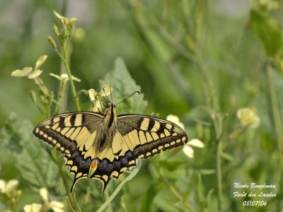 SWALLOWTAIL- MACHAON - PAPILIO MACHAON