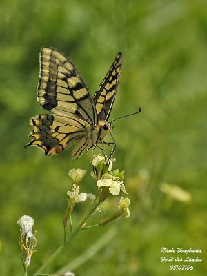 SWALLOWTAIL- MACHAON - PAPILIO MACHAON