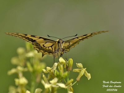 SWALLOWTAIL- MACHAON - PAPILIO MACHAON