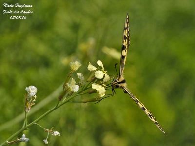 SWALLOWTAIL- MACHAON - PAPILIO MACHAON