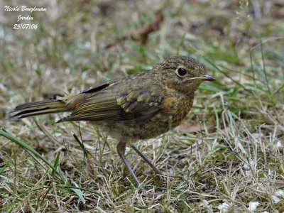 European Robin juvenile