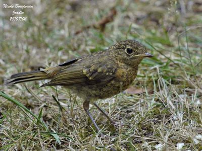 European Robin juvenile