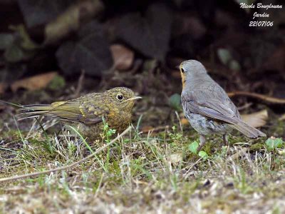 European Robin adult and juvenile begging food