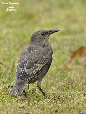 Common Starling juvenile