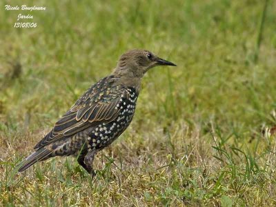 Common Starling juvenile moulting